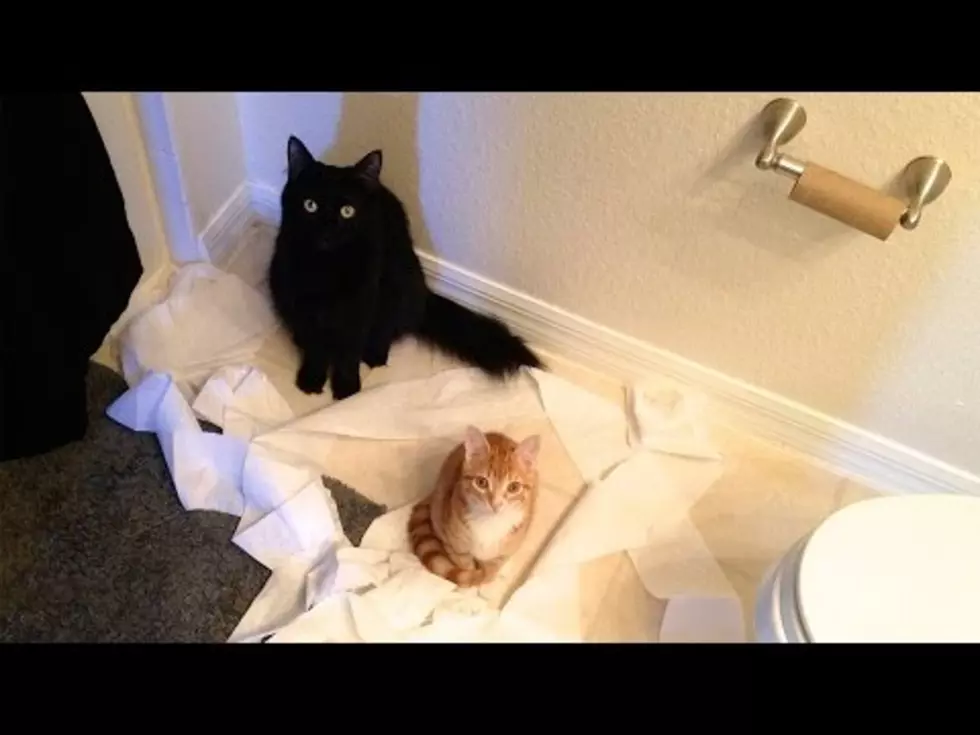 Unexplained and Unpredictable Cat Logic [Watch]