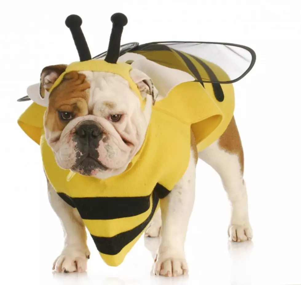 Doggie Halloween Costume Parade Is Sure To Pack In the Pups
