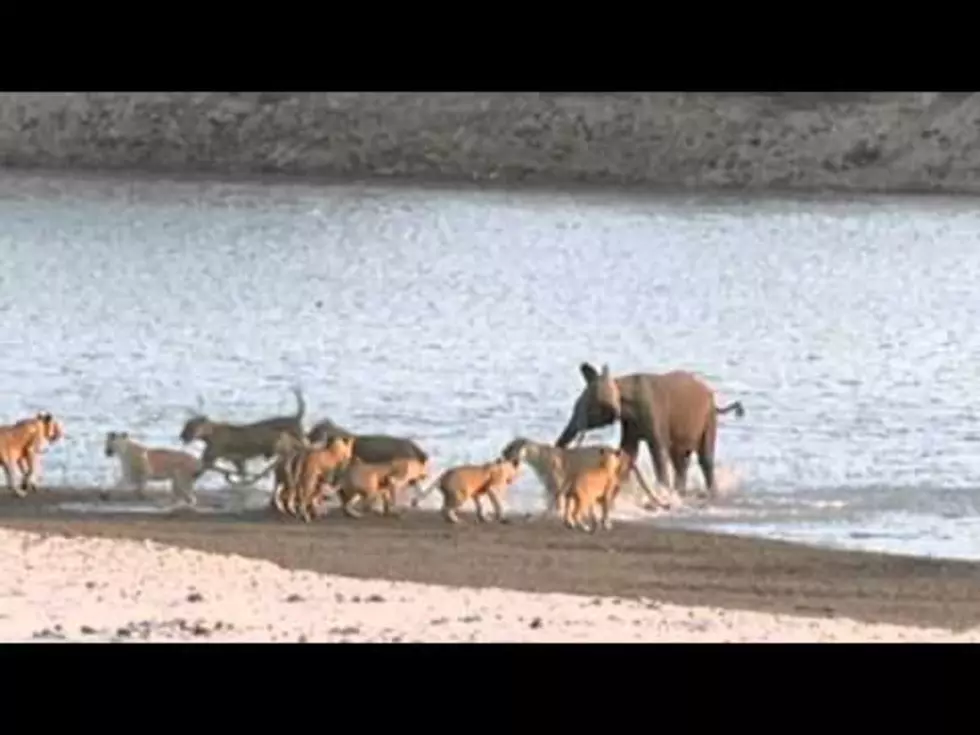 Baby Elephant Survives Attack by 14 Lions [WATCH]