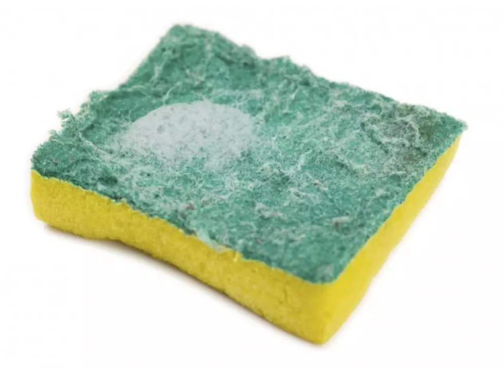 The Amount of Filth on Your Kitchen Sponge Is Staggering