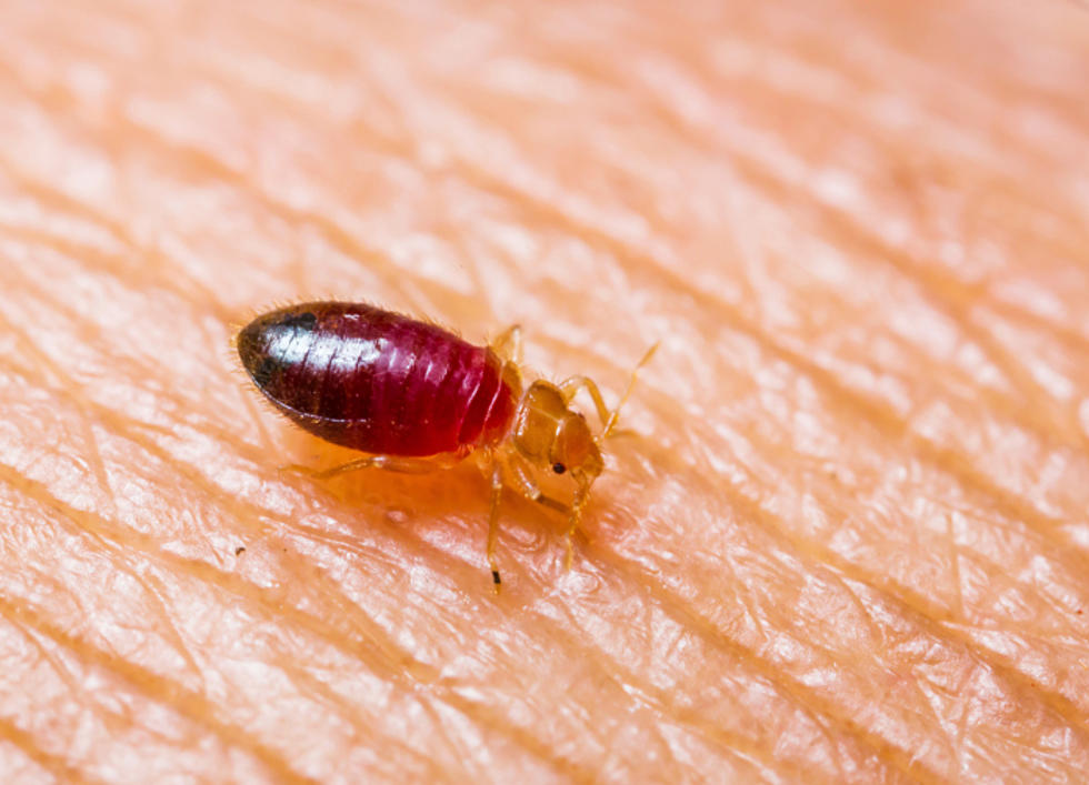 Bedbugs in Hotels and Movie Theaters