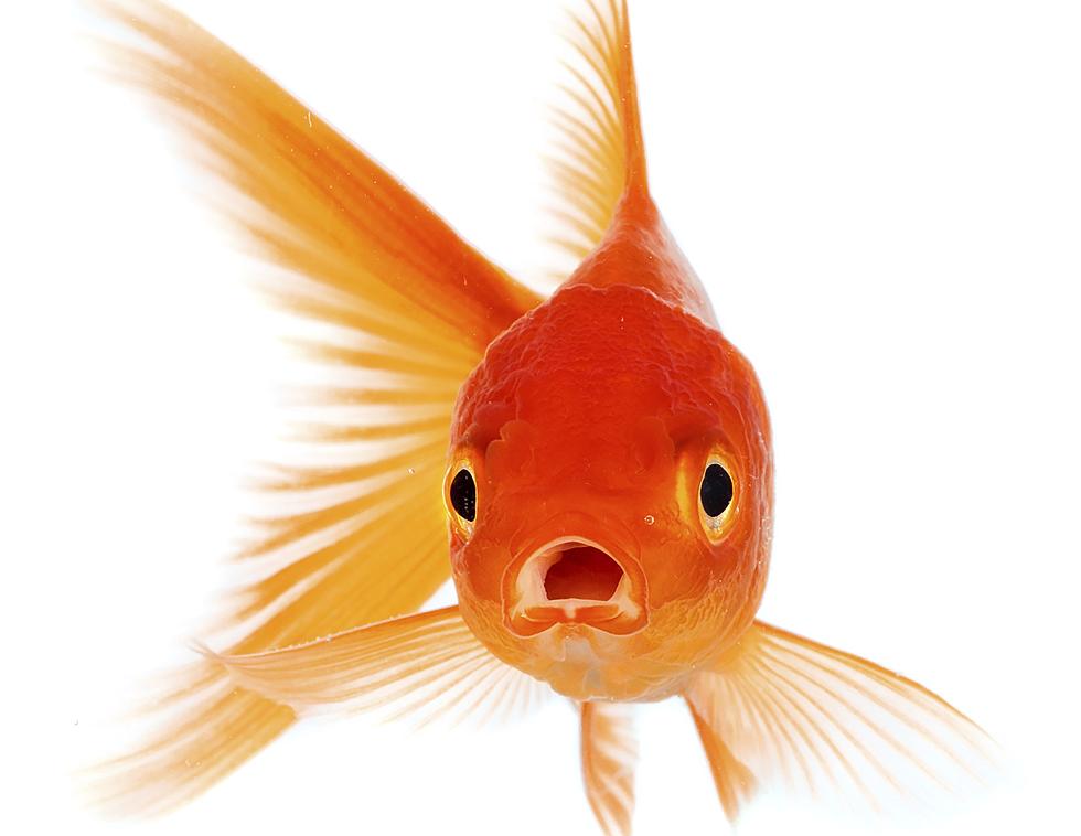 Humans Have Shorter Attention Spans Than Goldfish