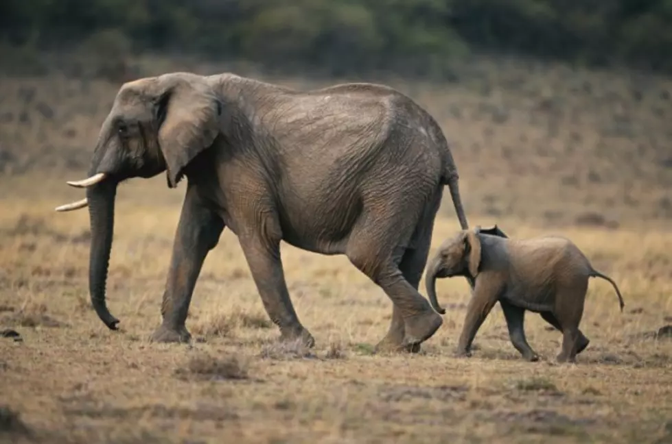 Why Cancer Is Rare Among Elephants
