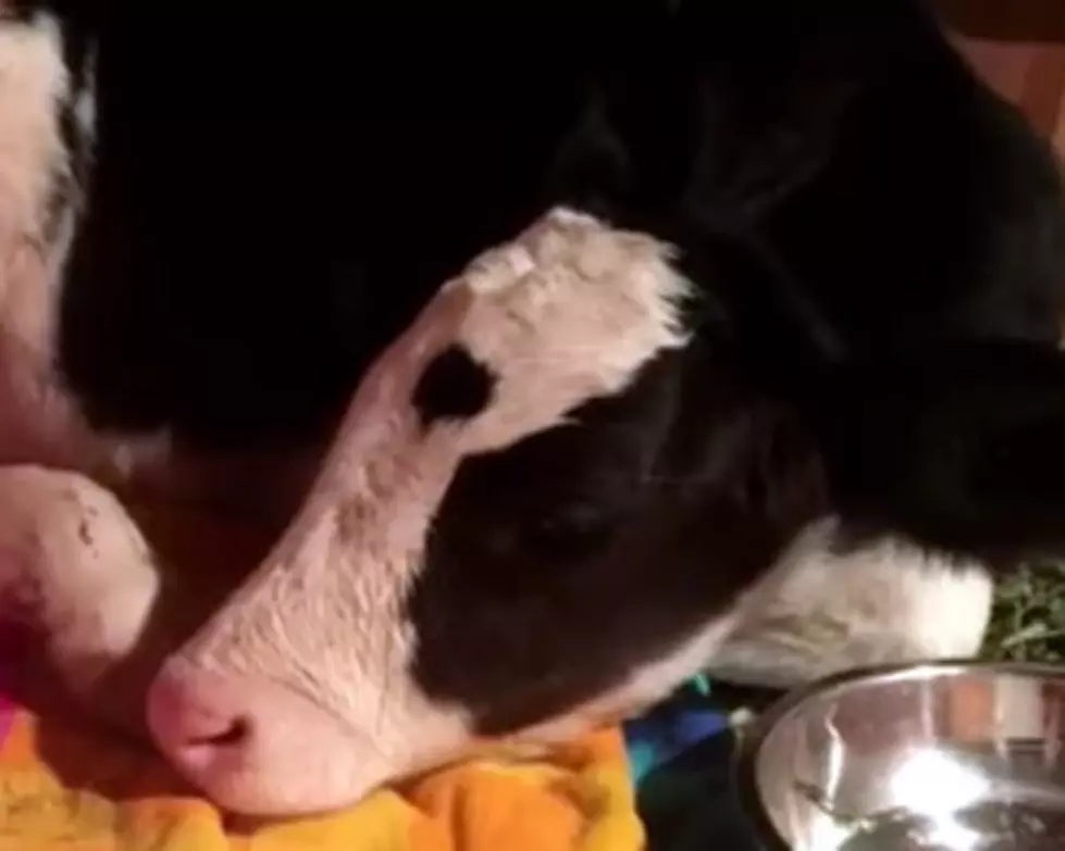 Meet the Cow Who Thinks He&#8217;s a Dog [WATCH]