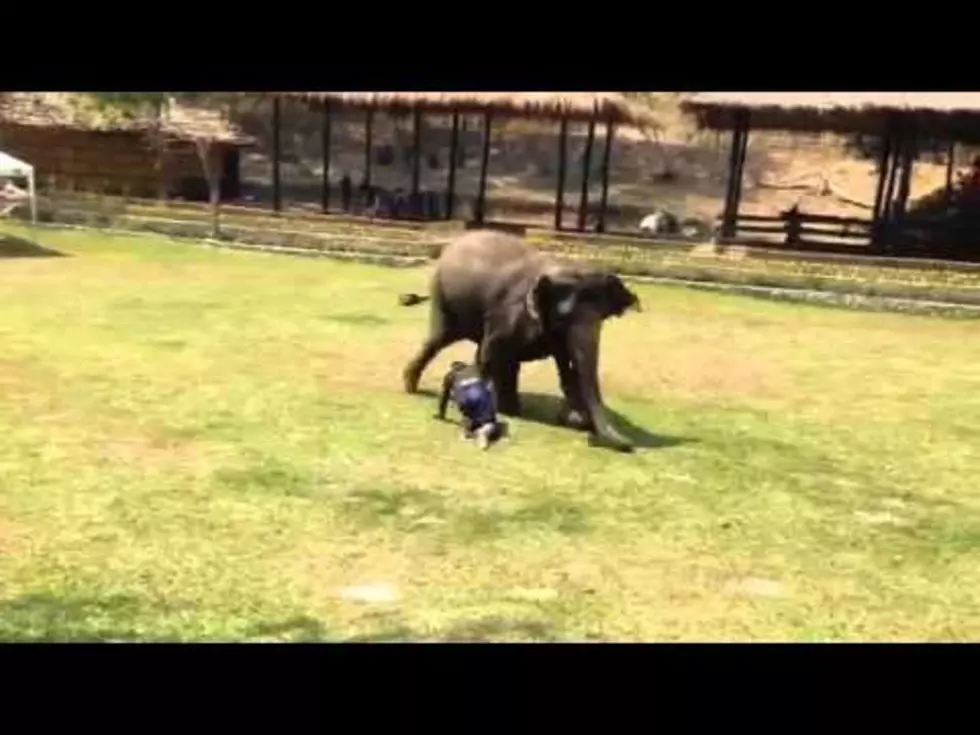 Elephant To The Rescue [WATCH]