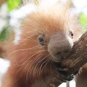 Binghamton Zoo Welcomes Baby Porcupine
