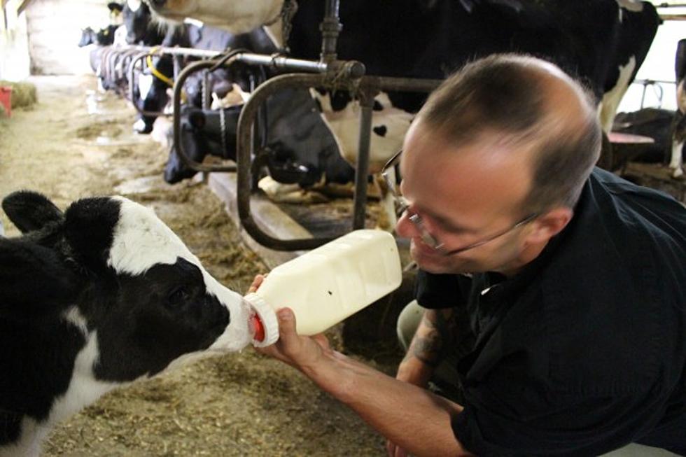 Dairy Day & Live Cow Birthing at the Great New York State Fair
