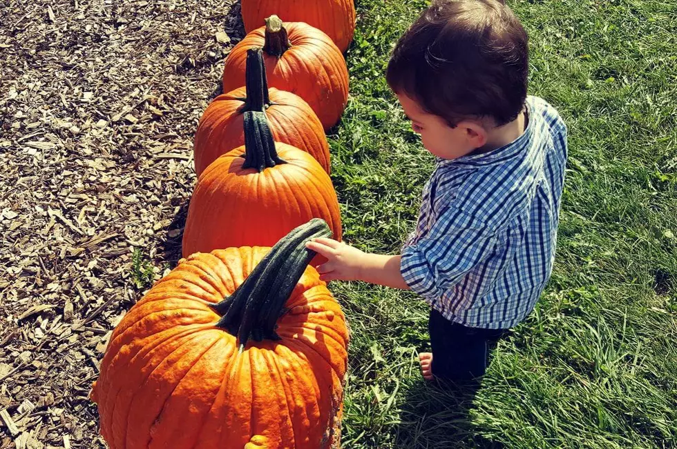 How to Pick the Perfect Pumpkin