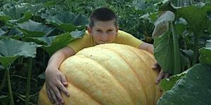 Tioga 4H Compete in Giant Pumpkin Auction