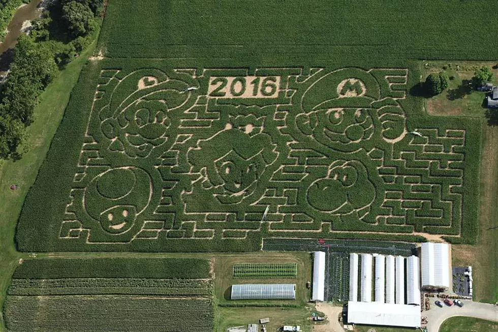 Newark Valley Corn Maize is Family Fantastic