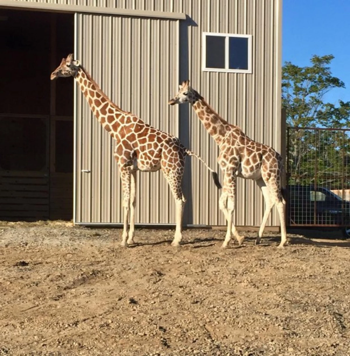 Is a Giraffe On The Way at Animal Adventure?