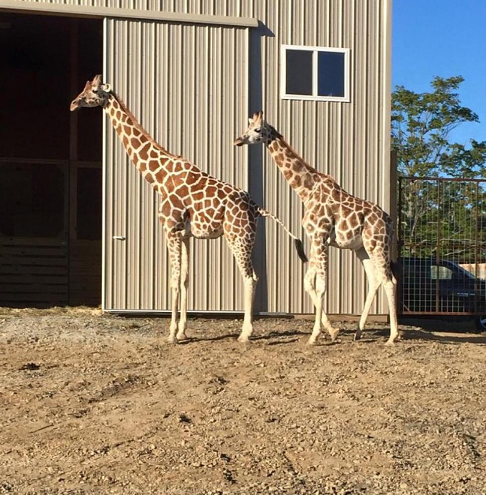 Is Another Baby Giraffe On The Way?