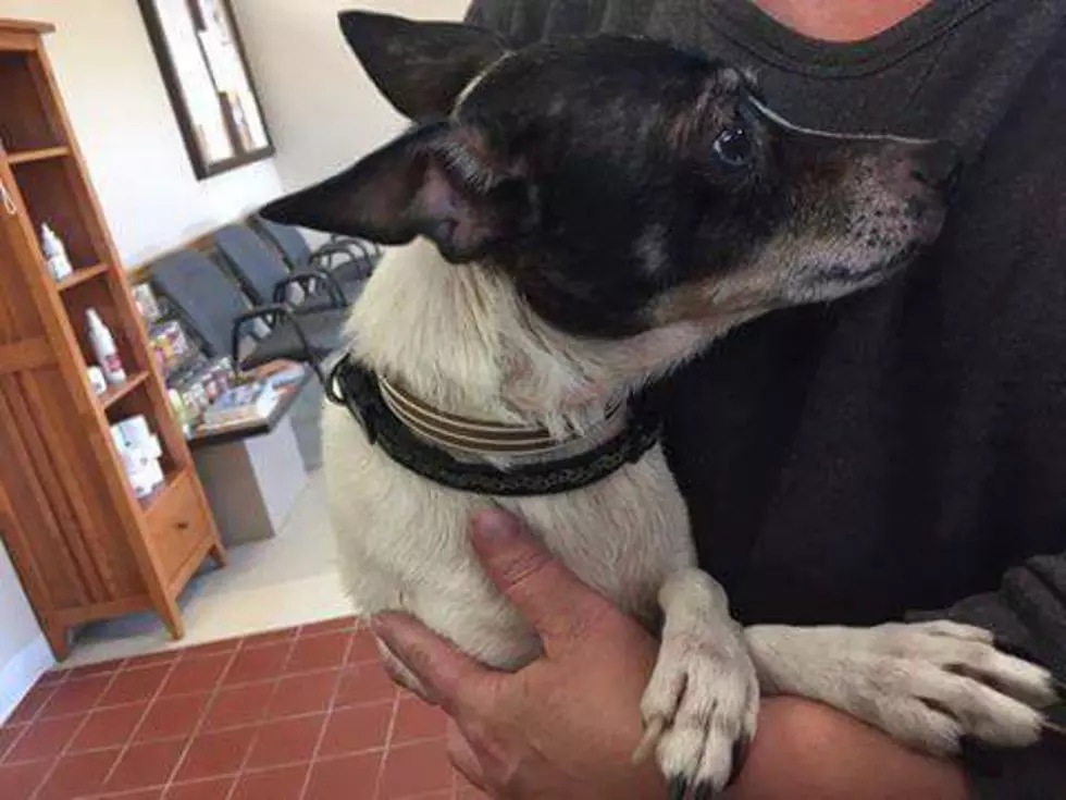 Whitney Point Pup Found