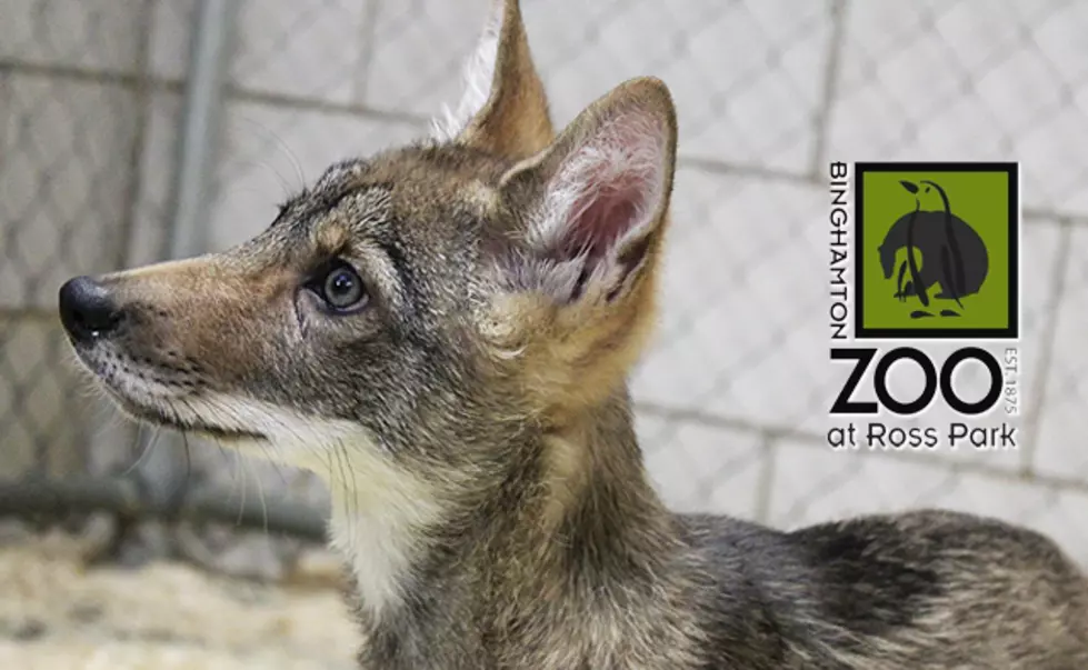 Binghamton Zoo Rescues Coyote Pup!