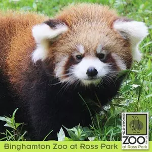 Binghamton Zoo Celebrates International Red Panda Day on Saturday