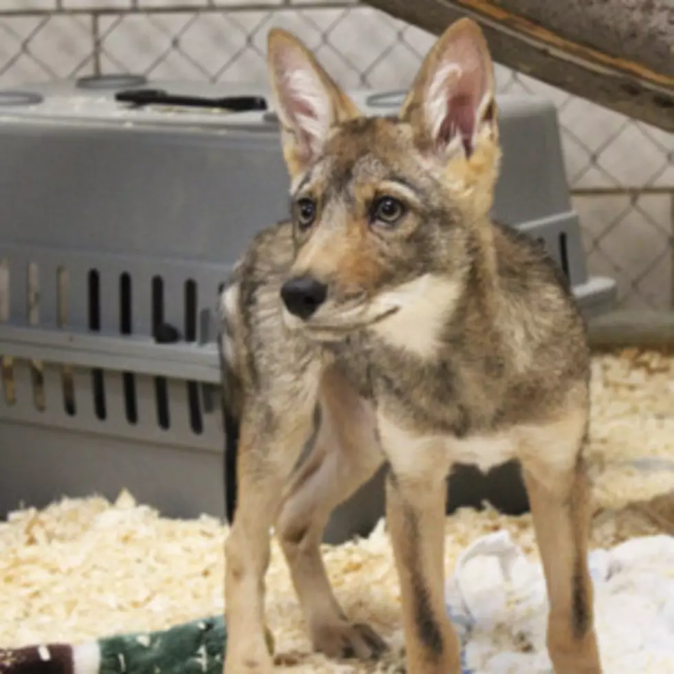 Binghamton Zoo Welcomes Two Critically Endangered Red Wolves