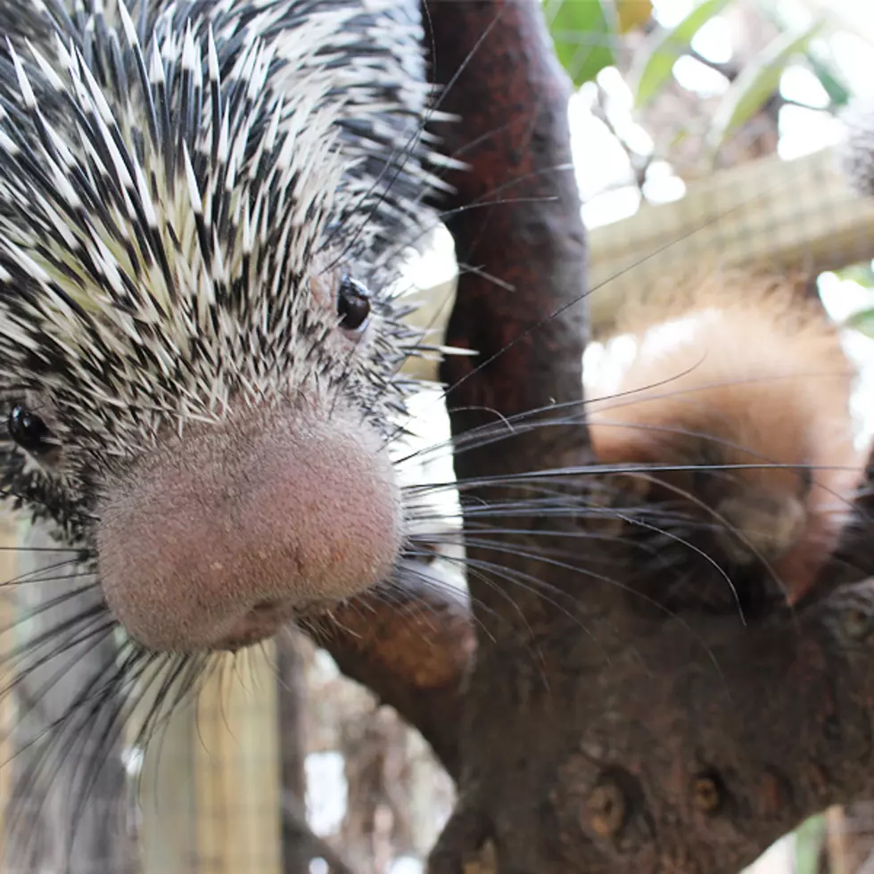 The Binghamton Zoo Welcomes Baby Porcupine