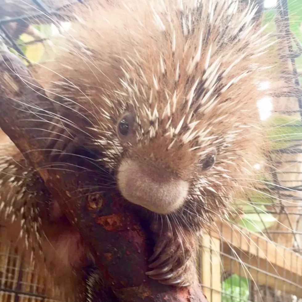 The Binghamton Zoo at Ross Park Wants You to Name Their Baby Porcupine