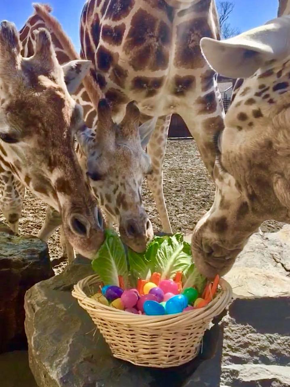 April the Giraffe's Calf Celebrates It's First Birthday