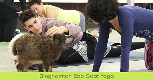 Goat Yoga is Back to Benefit the Binghamton Zoo