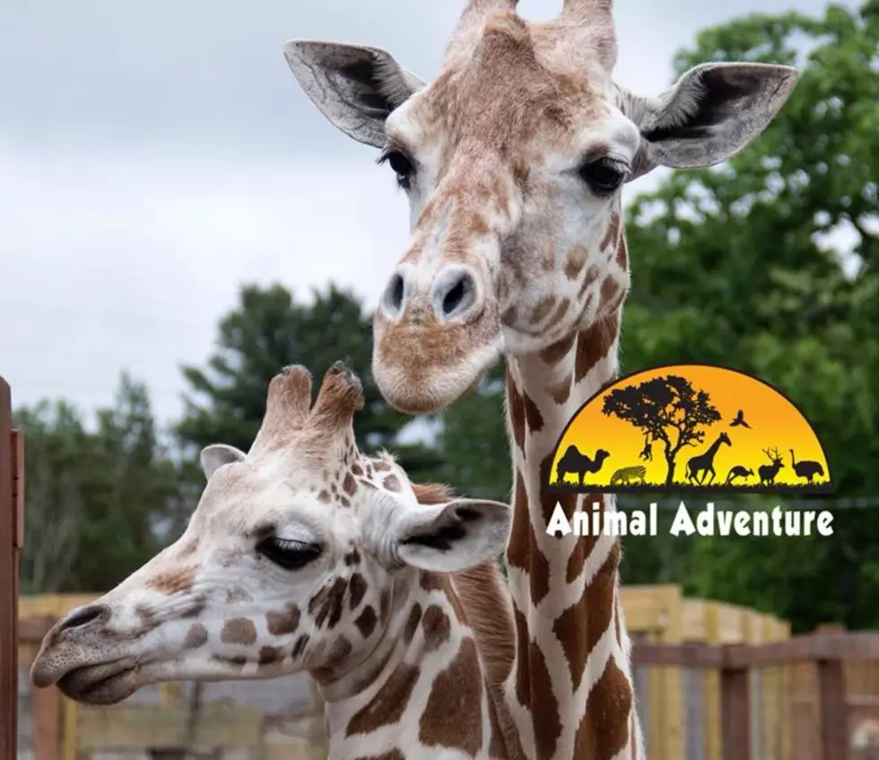 April the Giraffe&#8217;s Calf Gets New Companion