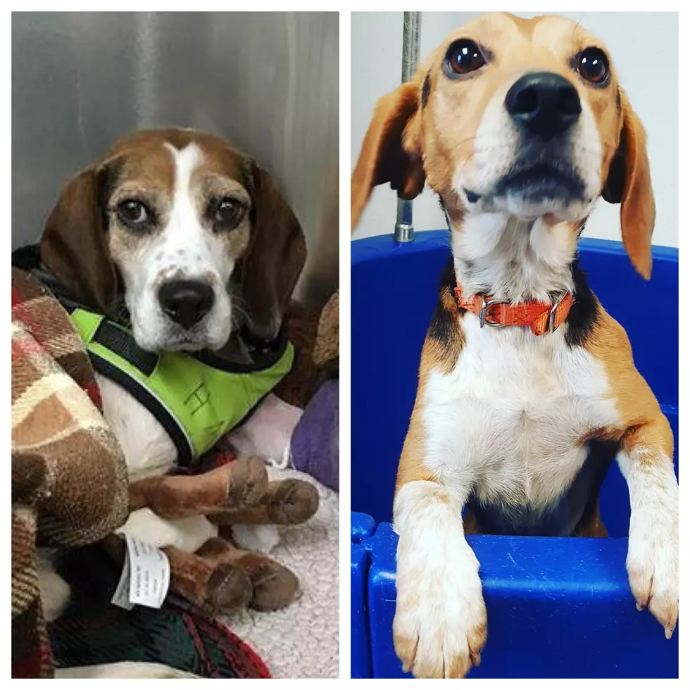 Broome County Beagles Find Forever Home