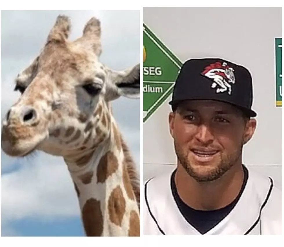 April the Giraffe&#8217;s New Calf Should be Named After Tim Tebow