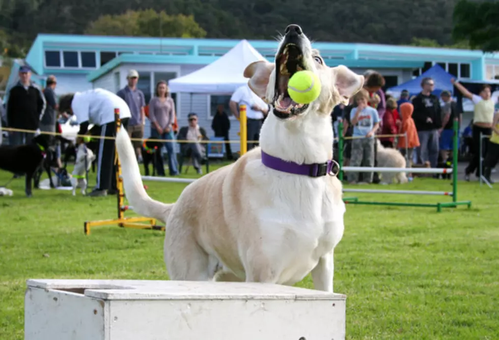 SUNY School to Offer Degree in Dog Training