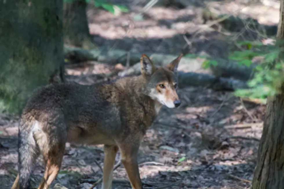 Ross Park Zoo Wolf Rivalry Revealed