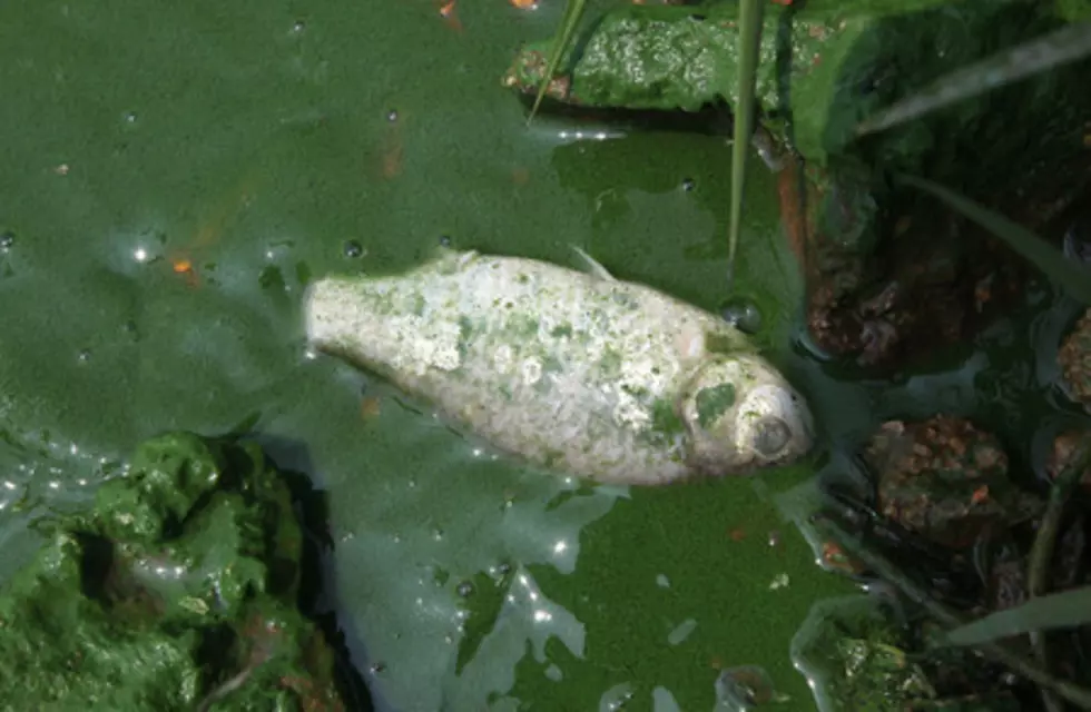 Algae Closes Broome County Beach