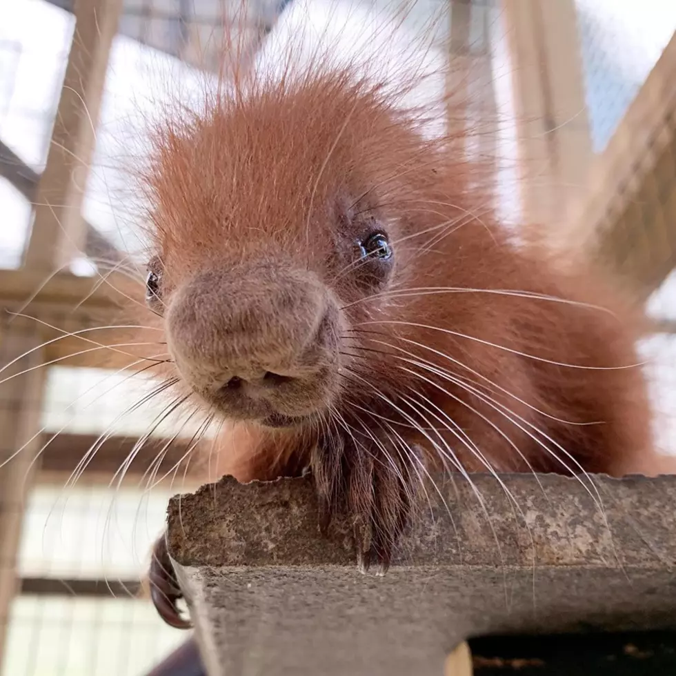 Binghamton Zoo Announces New Baby Porcupine! [PHOTOS]