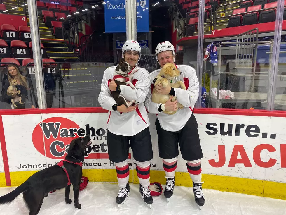 Bring Your Furry Friend To a Binghamton Devils Game