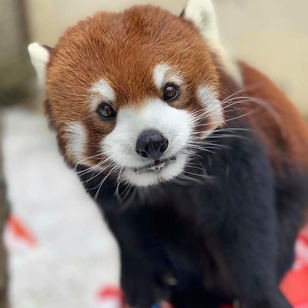 Love Is In the Air At the Binghamton Zoo