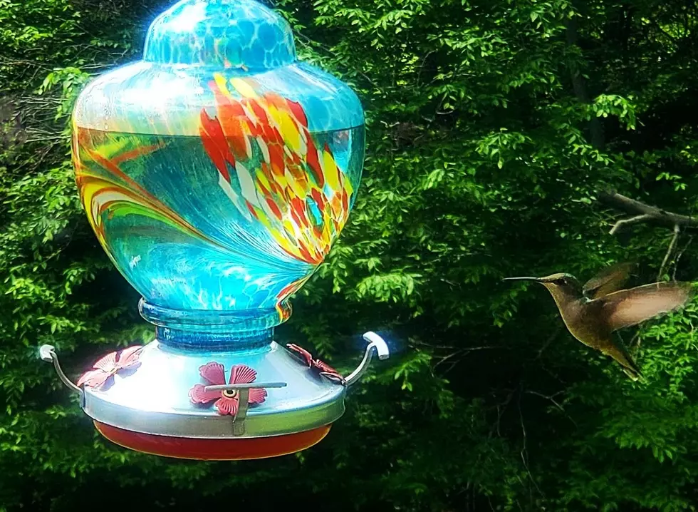 Hummingbirds: Steer Clear of Red Dye