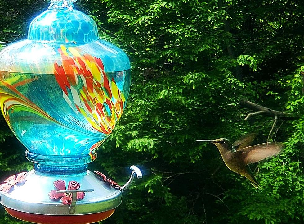 New Yorkers: Skip the Red Dye & Make Your Own Hummingbird Nectar