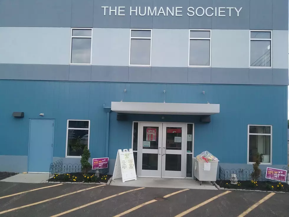 Yellow Zone: What Does That Mean For The BC Humane Society