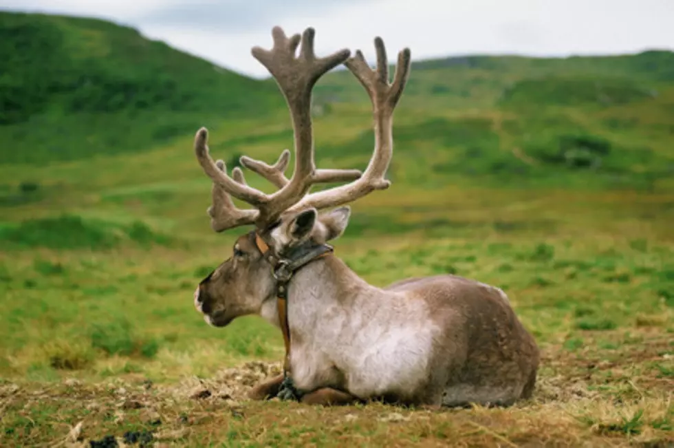 Five Really Cool Things You Didn’t Know About Reindeer [GALLERY]
