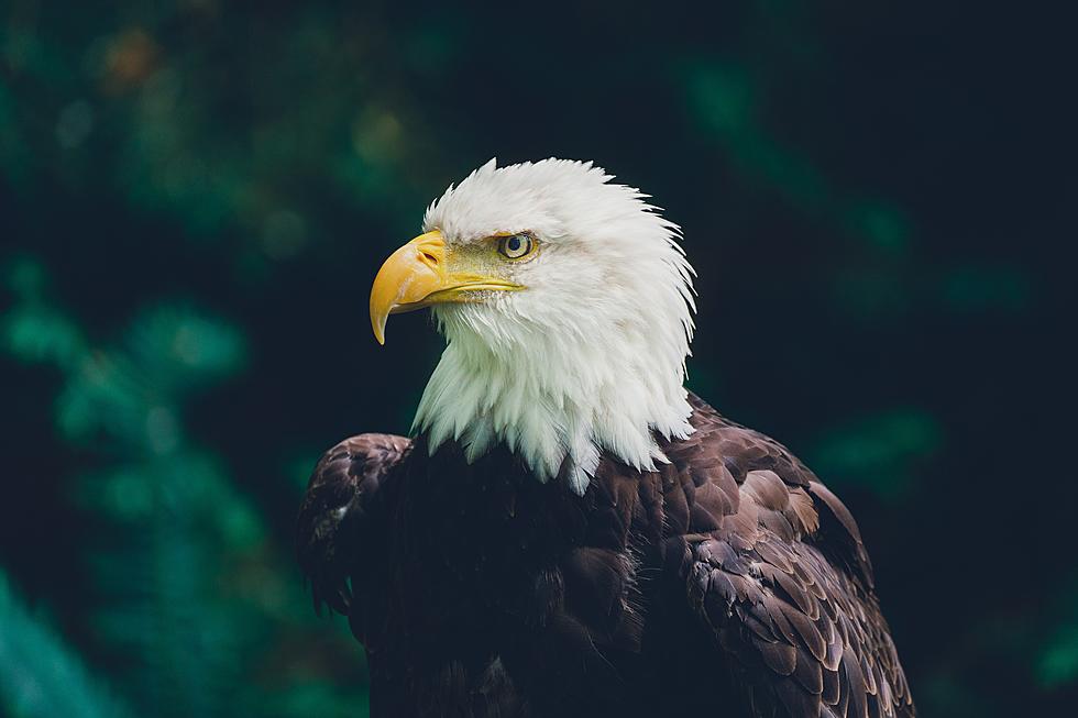 Once on the Brink of Extinction, Bald Eagle Population Has Soared