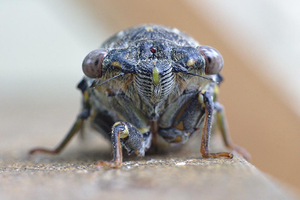 Get Ready! The Great Cicada Emergence of 2021 Will Begin Soon [GALLERY]
