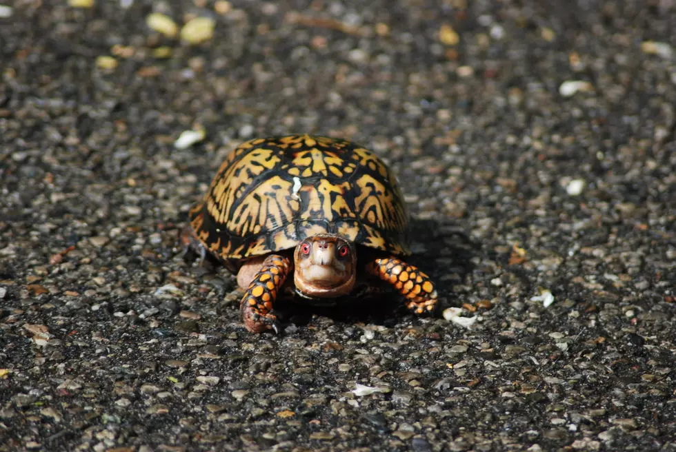 What You Should Avoid Doing if You See a Turtle Crossing the Road