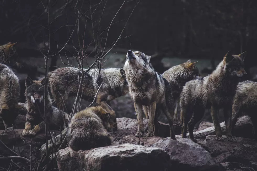 Glamp With Wolves and Bears at This Adirondack Wildlife Refuge