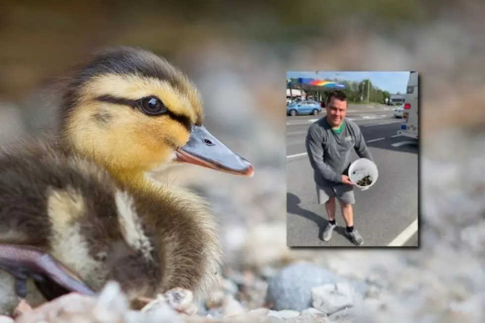 Cortlandville Fire Department Rescues 7 Lucky Ducks