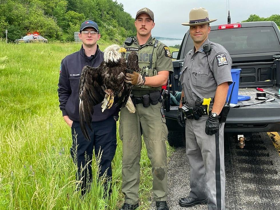 Bald Eagle Saved By NYS Police In Delaware County