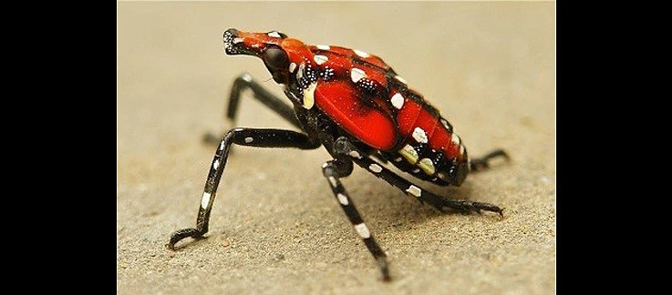 標本 Taiwan Dytiscoidae sp.37mm Taiwan Dytiscoidae sp.38mm 【公式