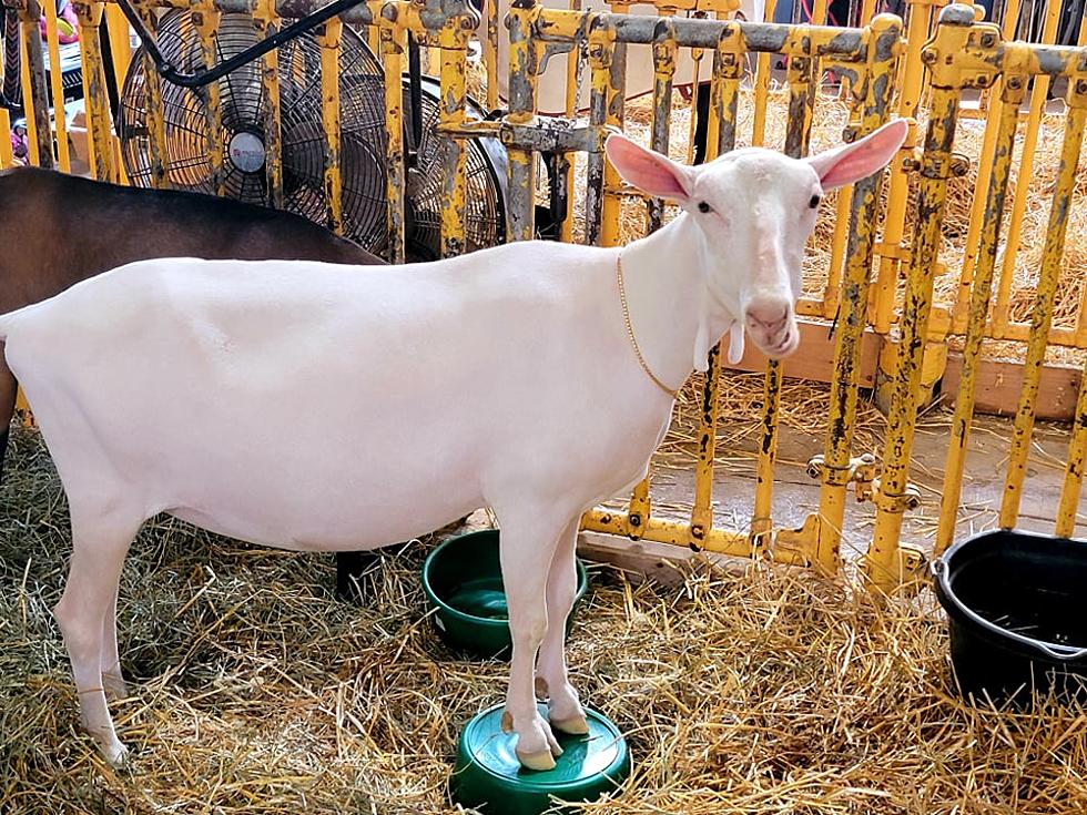 21 Amazing Things You Probably Didn't Know About Goats