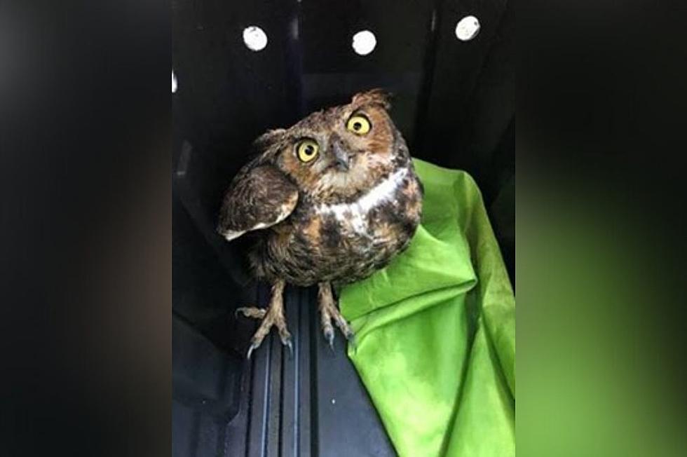 Injured Owl Saves A New York Kayaker’s Life… Kind Of