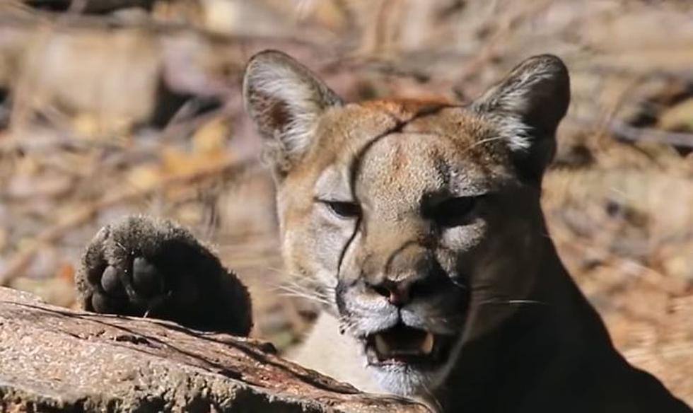 Mysterious Big Cat Sightings Lead to Questions About Mountain Lions in Twin Tiers