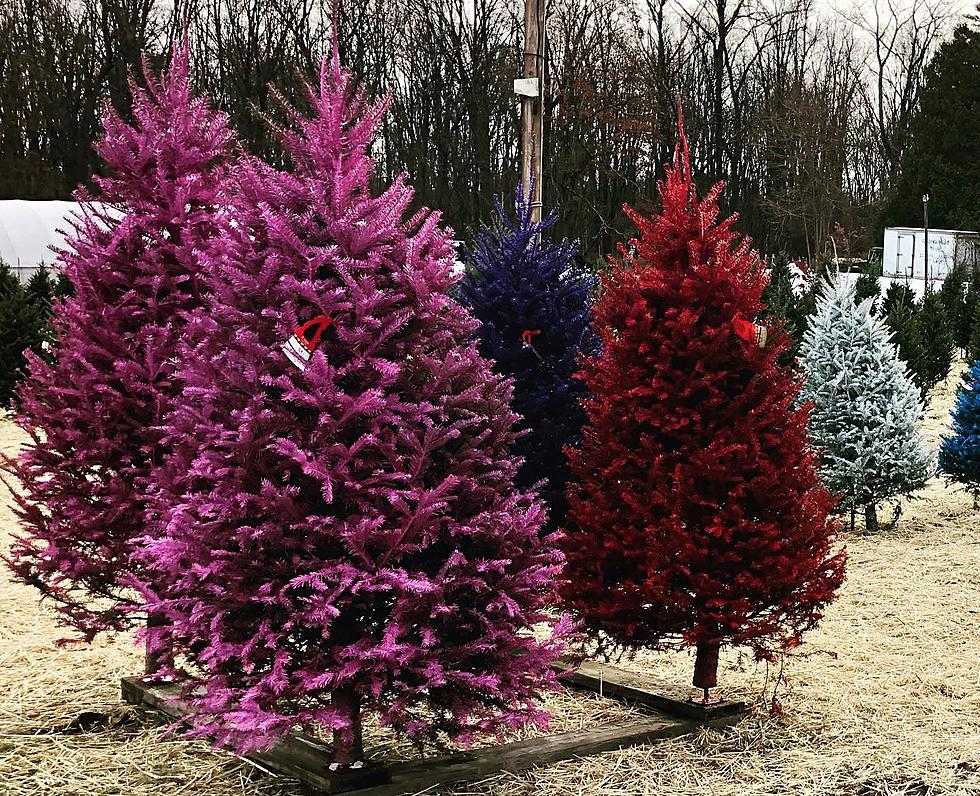 Brightly Colored Real Christmas Trees are Very Much Still a Thing