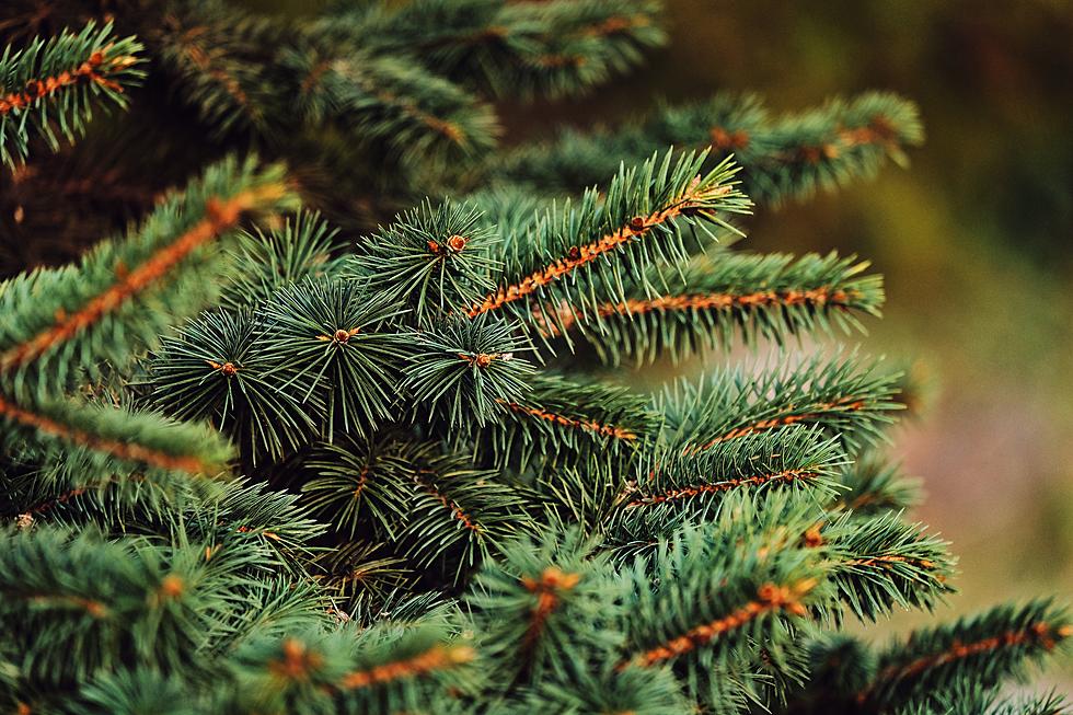 Broome County Will Recycle Your Live Christmas Tree for Free