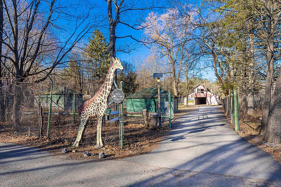 Kid at Heart Wanted To Buy April the Giraffe’s Extraordinary New York Birthplace